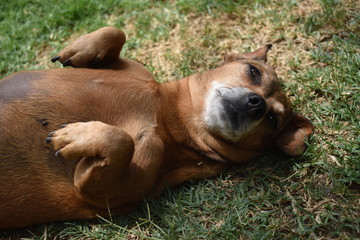 Obraz premium Doggy two