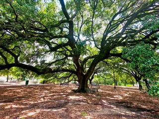 Green tree