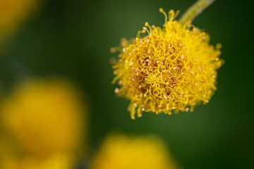 Close-up photo of a yellow Mimosa flower (Mimosa pudica). Blurred background. 