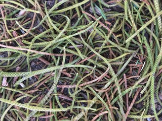 Twisted Pine needle mat