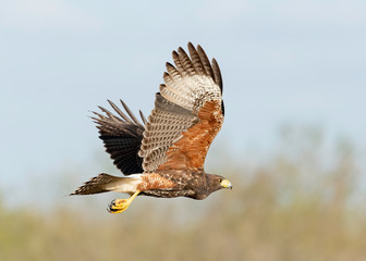 Harris's Hawk Juvenile, Laguna Seca Ranch, Texas