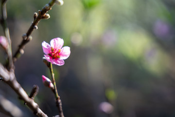 Sakura flowers blooming blossom in Chiang Mai, Thailand