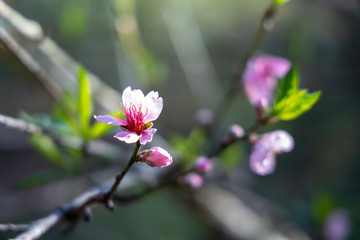Sakura flowers blooming blossom in Chiang Mai, Thailand