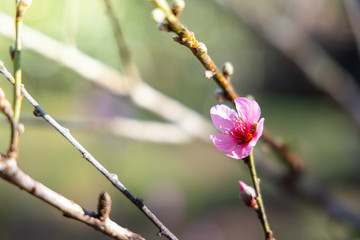 Sakura flowers blooming blossom in Chiang Mai, Thailand