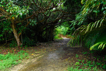竹富島　八重山諸島　ジャングル