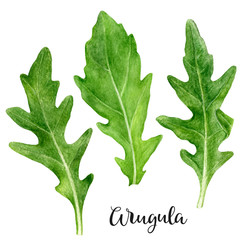 Arugula herb watercolor isolated on white background