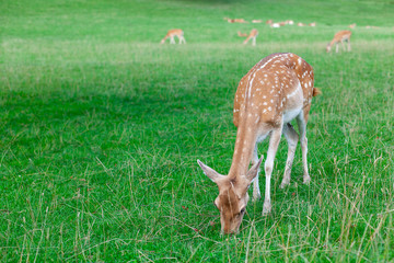 Naklejka na ściany i meble young deer on pasture