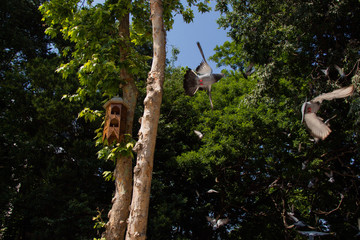 Lovely wild pigeons bird live in urban environment