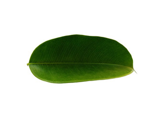 Banyan plant or banyan tree on white background. Banyan leaves or Banyan leaf Isolated on white background.