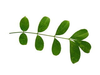 Green leaf or green leaves on white background. Cemcem leaves Isolated on white background.