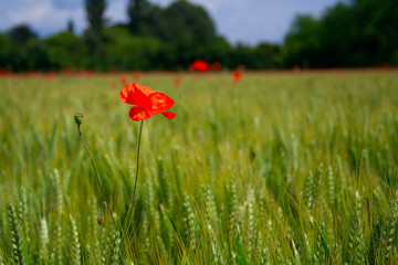 poppy flowerd on s green summer meadow