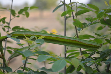 The green leaves of the fence