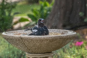 Happy Australian Magpie splashing in birdbath to escape summer heat
