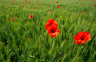poppy flowerd on s green summer meadow