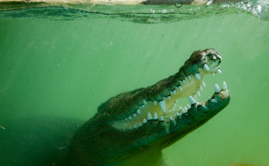 underwater crocodile