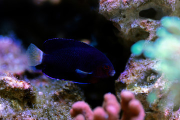 Pygmy Yellowtail dwarf Angelfish - (Centropyge flavicauda)
