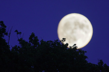 Fototapeta na wymiar Moon seen through the tree
