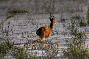 Roe deer crossing the shallow marsh © Goran