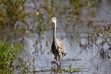 Grey heron hunting on a shallow marsh