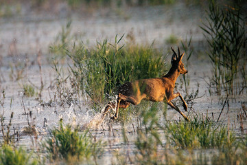 Roe deer crossing the shallow marsh