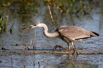Grey heron hunting on a shallow marsh