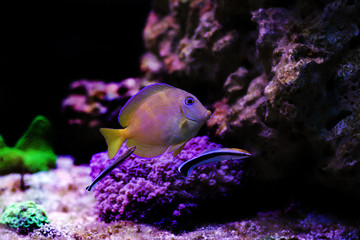 Two Bluestreak cleaner wrasses cleaning parasites from Blue Atlantic Tang 