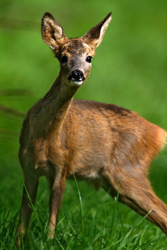 The young roe deer on the meadow
