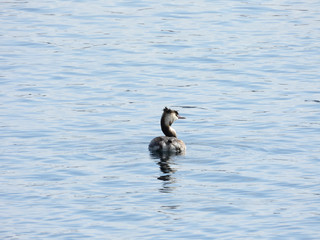後ろを向いて優雅に泳ぐ野鳥
