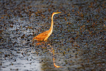 The purple heron is wading in a shalow marsh
