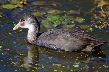 The portrait of the young Eurasian coot 