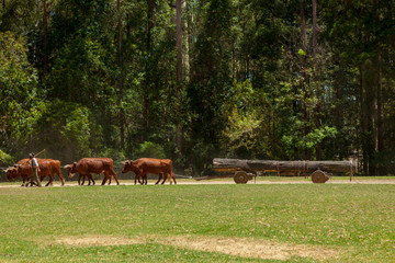 Obraz premium bullock team