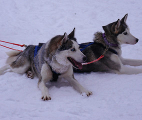 Naklejka premium Two dogs in snow