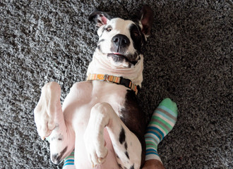 Focus on nose, Smiling dog laying on back with human feet wearing striped socks on plush carpet.
