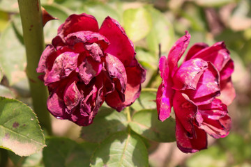 died flowers in the garden camellias photography