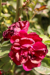 died flowers in the garden camellias photography