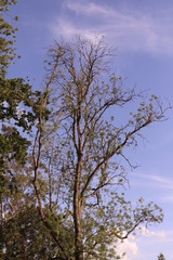 tree and blue sky