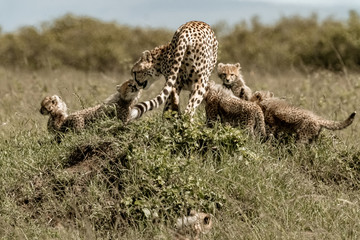 Mama Cheetah and Cubs, Maasai Mara National Park, Kenya
