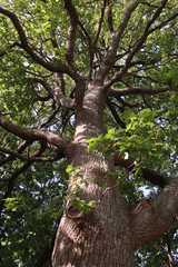 Fototapeta premium tree in the forest 
