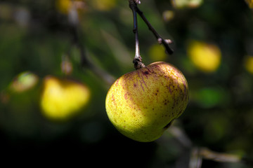 apples are starting to ripen on the trees this fall in Upstate NY