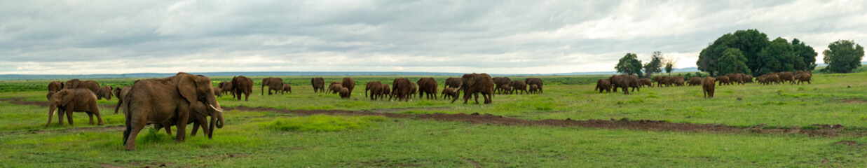 Naklejka na ściany i meble Elephant Herd Amboseli National Park Kenya