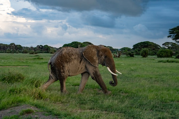 Fototapeta na wymiar Elephant Walking, Amboseli National Park, Kenya