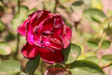pink rose in the garden