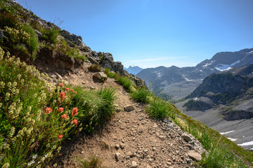 Indian Paintbrush at the Switchback