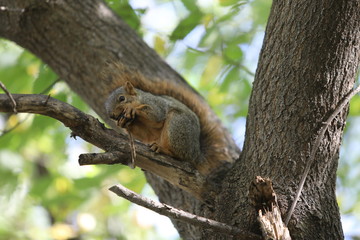 Naklejka na ściany i meble squirrel on a tree eating walnut