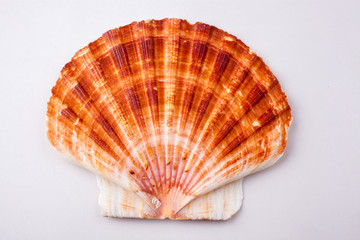 sea shell