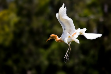 breeding egret with baby