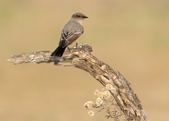 Say's Phoebe (sayornis saya), Rio Grande Valley, Texas