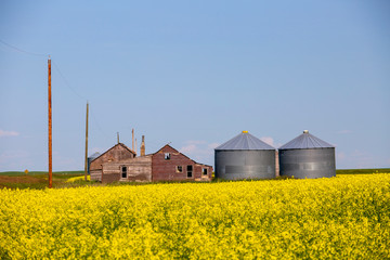 alberta canola field agriculture canada