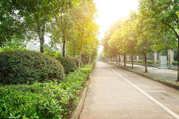 Fototapeta na wymiar tree-shaded path