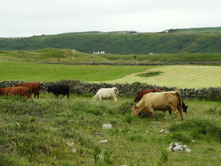 Cliffs in Ireland